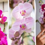 A orquídea florescerá no outono se a alimentar uma vez por mês com um simples remédio A orquídea florescerá no outono se a alimentar uma vez