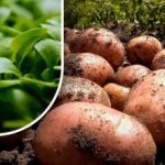 A terra vai ficar como uma penugem: um jardineiro diz-lhe o que deve semear depois da colheita da batata A terra vai ficar como uma penugem: um jardineiro diz-lhe