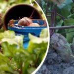 Ação simples em agosto: um jardineiro partilhou a forma de