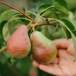 Como podar corretamente uma pereira para obter uma grande colheita: