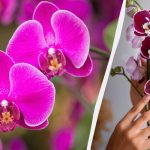 Como transplantar uma orquídea para um novo vaso: dicas úteis