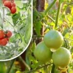 Duzentos gramas e estão maduros: uma horticultora partilha o método