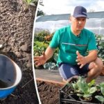 É possível: um cultivador de dacha revelou uma forma simples de cultivar couve precoce no outono É possível: um cultivador de dacha revelou uma forma simples