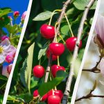 Os jardineiros nomearam 8 árvores que não devem ser podadas