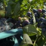 Os mirtilos resistem a qquer geada: o jardineiro revelou os