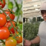 Porque é que os tomates estão “presos” no crescimento: razões