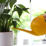 Um lírio pacífico deixará de amarelar e reviverá em apenas